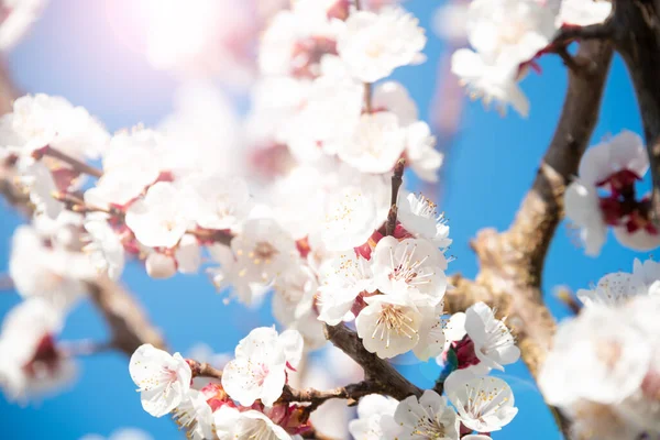 Bellissimi Fiori Primaverili Sull Albero — Foto Stock