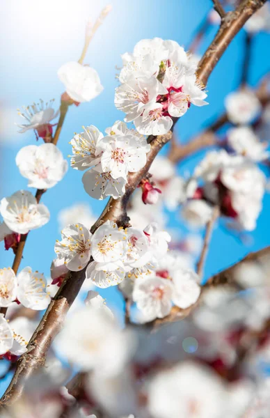 Spring Flowers Tree — Stock Photo, Image