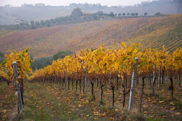 Красочные Виноградники Осенью Осенний Пейзаж — стоковое фото