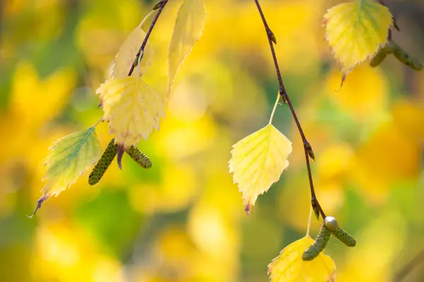 Árvores Coloridas Outono Ramos Com Folhas Amarelas — Fotografia de Stock