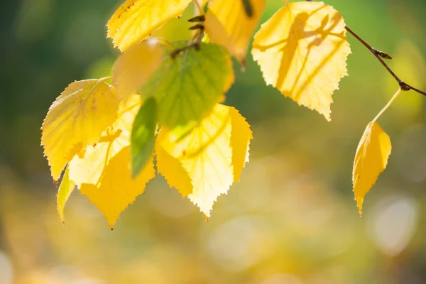 Árvores Coloridas Outono Ramos Com Folhas Amarelas — Fotografia de Stock