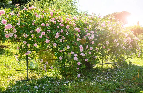 Schöne Rosen Die Frühling Garten Wachsen — Stockfoto