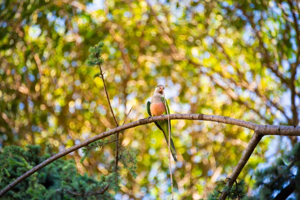 Een Vogel Zit Een Tak Het Bos — Stockfoto