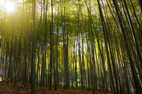 Бамбуковые Леса Зелеными Растениями Растущими Японии — стоковое фото