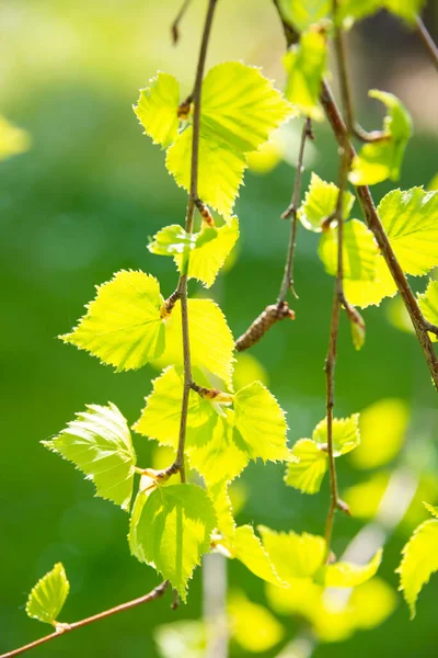 Feuilles Vertes Luxuriantes Poussant Sur Les Arbres Printemps — Photo