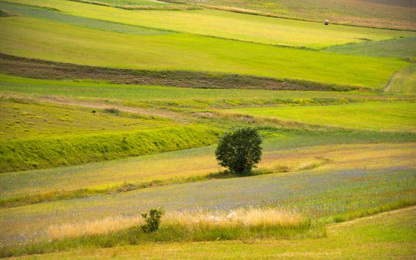Vackert Landskap Med Ett Fält Grönt Gräs — Stockfoto
