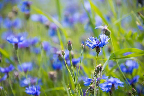 Various Wild Flowers Beautiful Summer Field Lit Sun — Stock Photo, Image