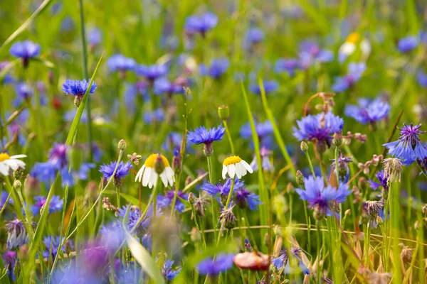 Verschiedene Wildblumen Einem Schönen Sommerfeld Das Von Der Sonne Erleuchtet — Stockfoto