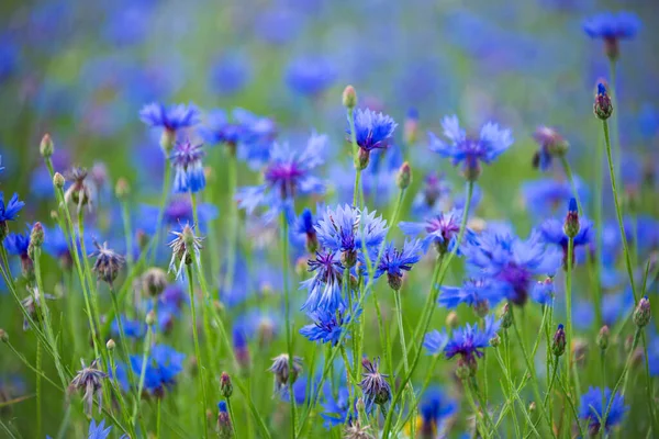 Różne Dzikie Kwiaty Pięknym Letnim Polu Oświetlonym Słońcem — Zdjęcie stockowe