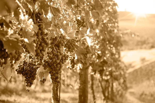 Ripe Grapes Growing Plants Vineyard Lit Sun — Stock Photo, Image