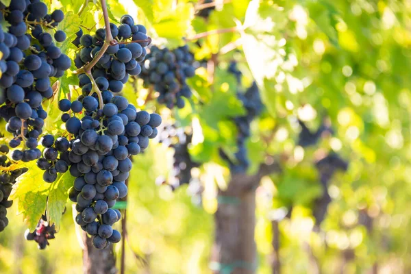 Rijpe Druiven Groeien Planten Wijngaard Verlicht Door Zon — Stockfoto
