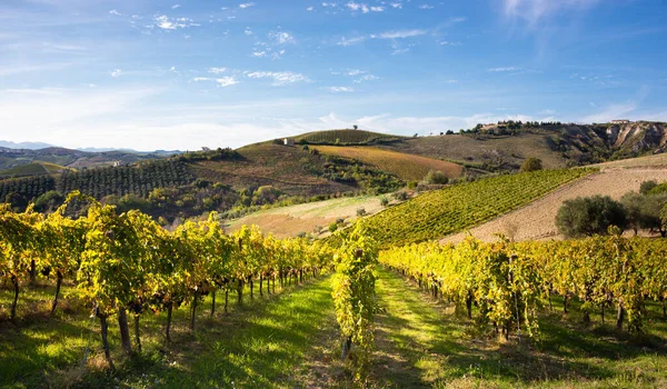 Üzüm bağları manzarası, kırsal alan