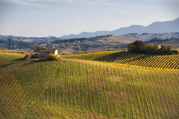 Vineyards Winery Hills Rural Landscape — Stock Photo, Image