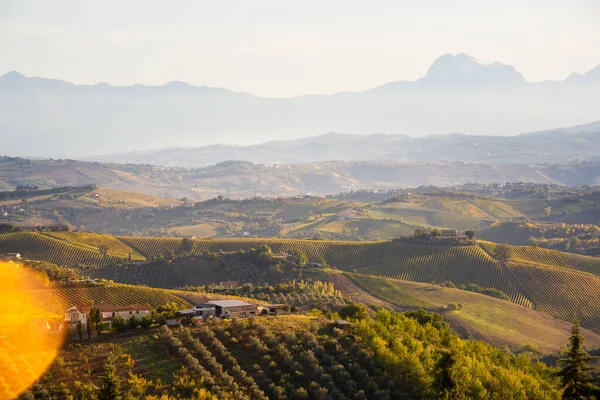 View Vineyards Italy — Stock Photo, Image