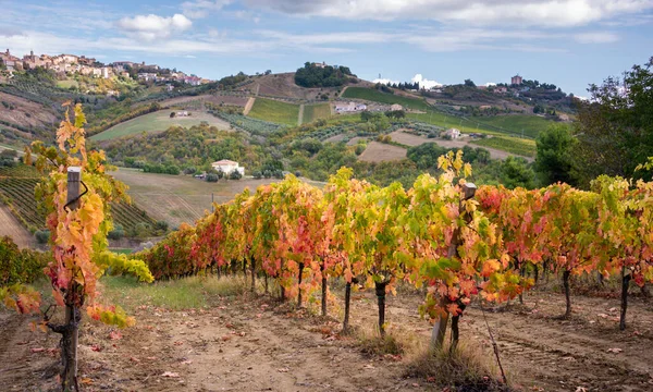 Vineyards Winery Hills Rural Landscape — Stock Photo, Image