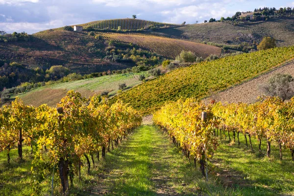 Wijngaarden Wijnmakerij Tussen Heuvels Landelijk Landschap — Stockfoto