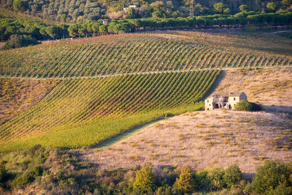 Beautiful Landscape Vineyards Tuscany Italy — Stock Photo, Image