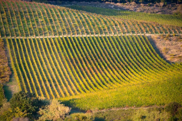 Wijngaarden Wijnmakerij Tussen Heuvels Landelijk Landschap — Stockfoto
