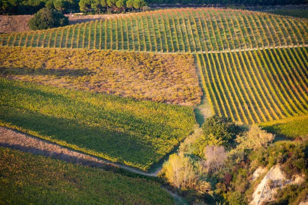 Виноградники Винодельня Среди Холмов Сельский Пейзаж — стоковое фото