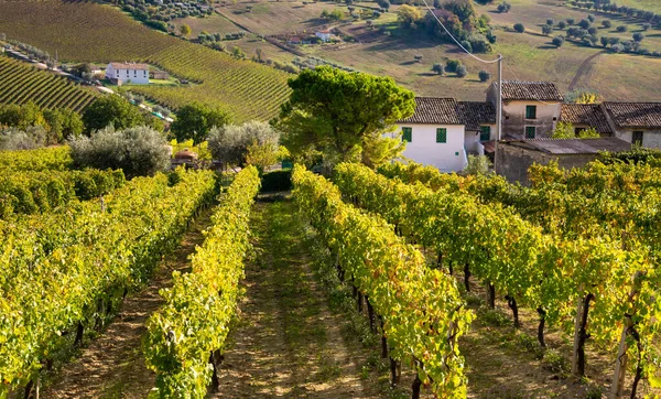 Uitzicht Wijngaard Italië — Stockfoto