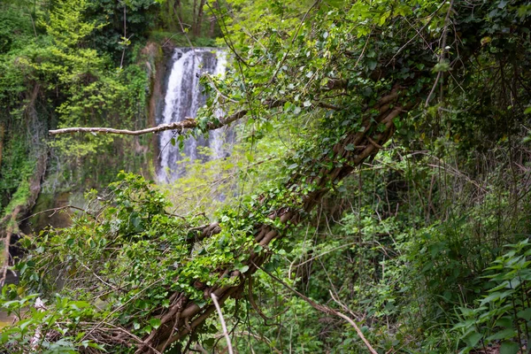 Hermosa Cascada Bosque Entre Árboles —  Fotos de Stock