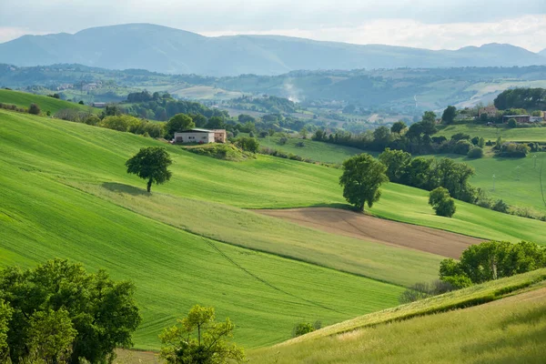 Paesaggio Rurale Con Campi Agricoli Case Alberi — Foto Stock