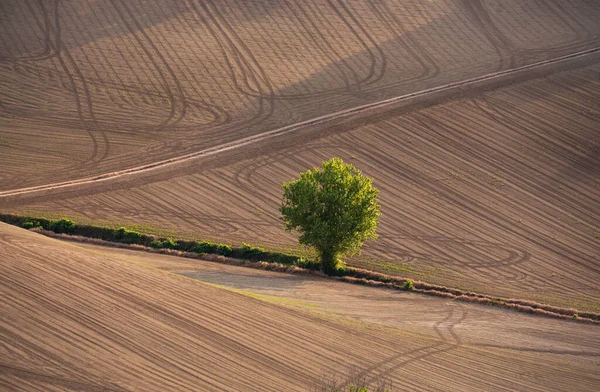 Krajobraz Wiejski Polami Uprawnymi Drzewami — Zdjęcie stockowe