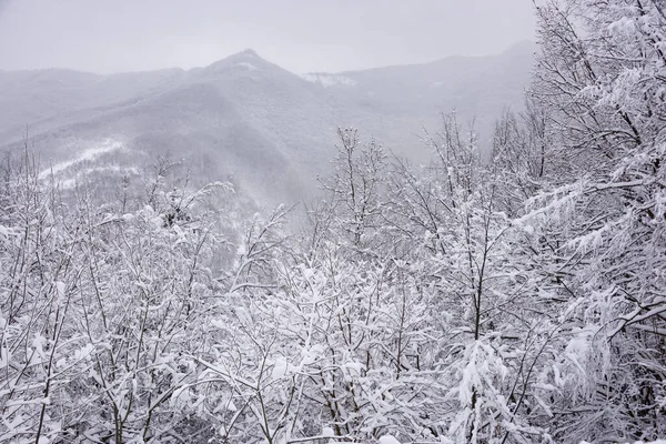 冬季景观 冰雪覆盖的树木 — 图库照片