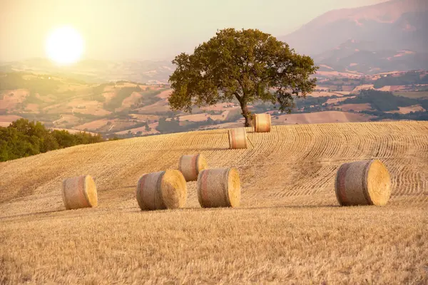 Paisagem Rural Com Fardos Feno Campos Campo — Fotografia de Stock