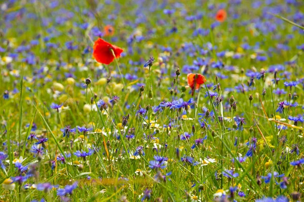 Schöne Helle Wildblumen Auf Der Sommerwiese Kornblumen Und Mohn — Stockfoto