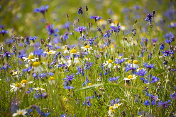 Schöne Helle Wildblumen Auf Der Sommerwiese Kornblumen — Stockfoto