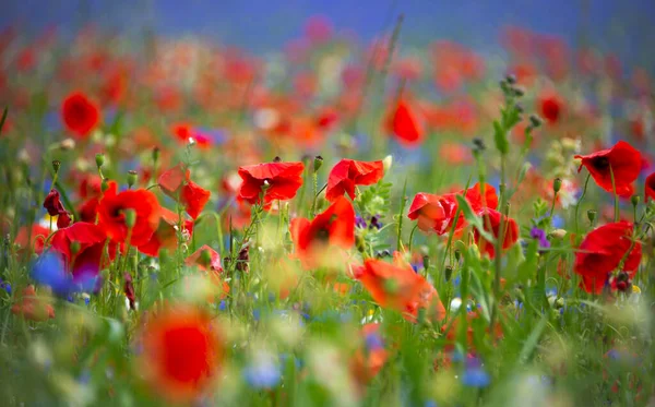 Beautiful Bright Wild Flowers Summer Meadow Cornflowers Poppies — Stock Photo, Image