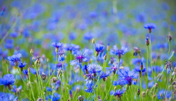 Piękne Jasne Dzikie Kwiaty Łące Letniej Kukurydziane — Zdjęcie stockowe