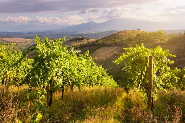 Vista Panorâmica Para Vinha Colinas Adega Produção Vinho — Fotografia de Stock