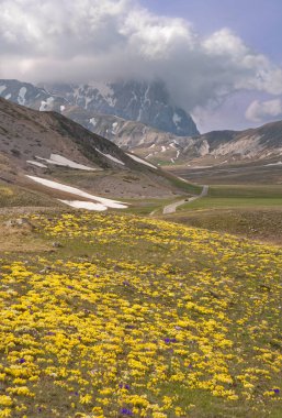 Çiçekleri ve dağları olan güzel bir manzara.