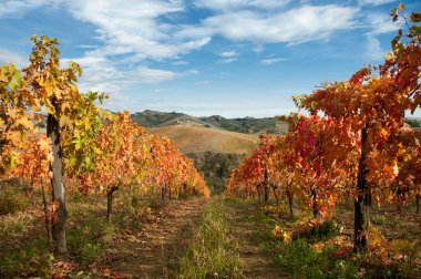 Güzel üzüm bağlarında yetişen üzüm manzarası.