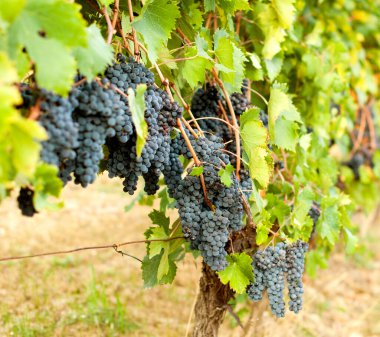 Güzel üzüm bağlarında yetişen üzüm manzarası.