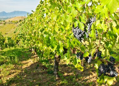 Güzel üzüm bağlarında yetişen üzüm manzarası.