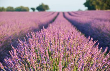 Provence, Fransa 'daki lavanta tarlası