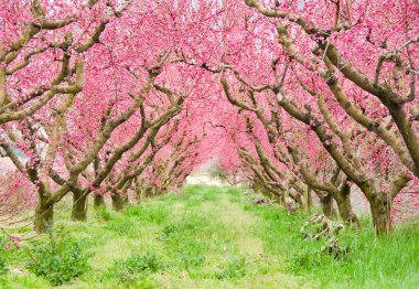 Baharda pembe sakura ağacı