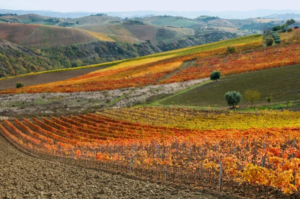 Sonbahar üzüm bağları. Güzel manzara 