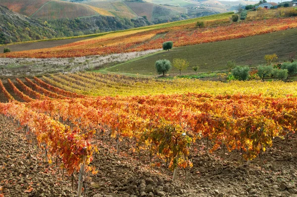 Sonbahar üzüm bağları. Güzel manzara 