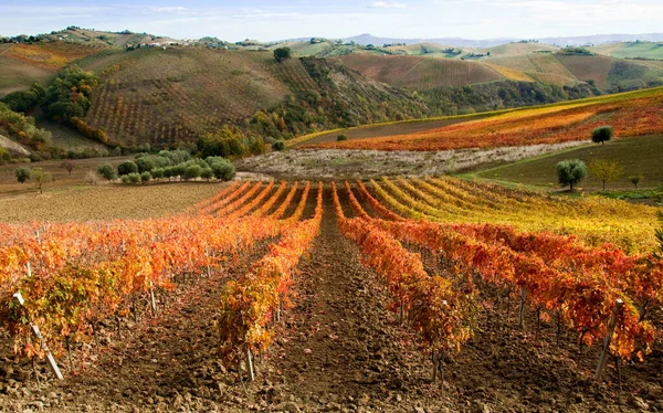 Sonbahar üzüm bağları. Güzel manzara 