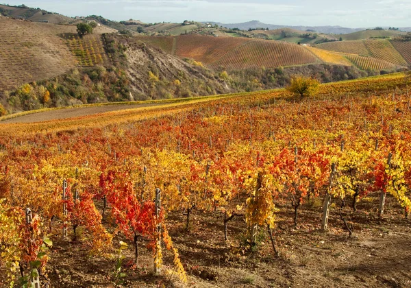 Güzel üzüm bağlarında yetişen üzüm manzarası.