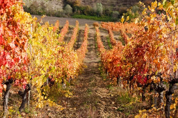 Güzel manzara üzüm bağları Toskana, İtalya