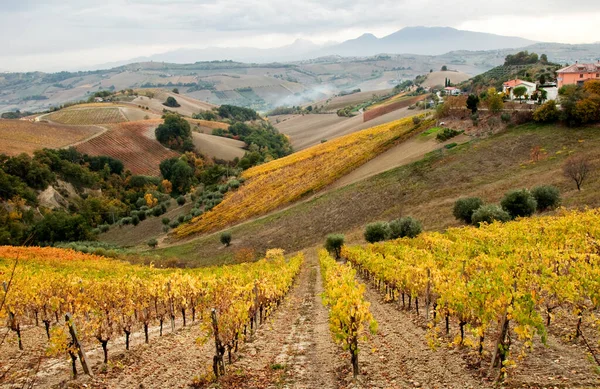 Güzel üzüm bağlarında yetişen üzüm manzarası.