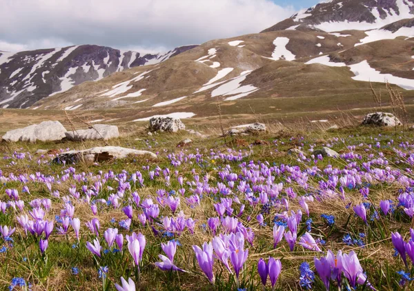 Dağlarda güzel çiçekler