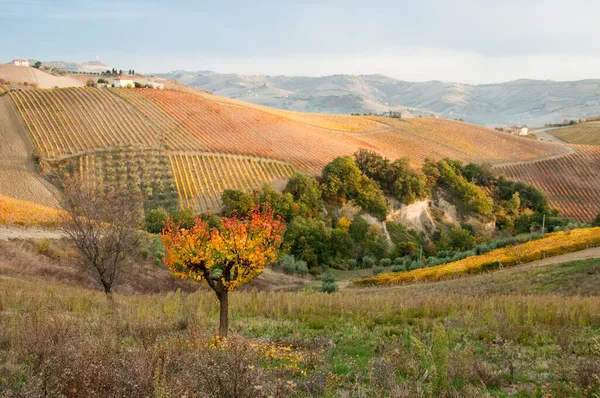Sonbahar üzüm bağları. Güzel manzara 