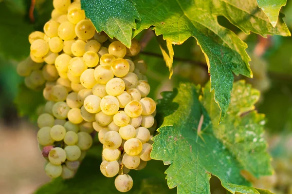 Primer Plano Uvas Maduras Que Crecen Vino — Foto de Stock