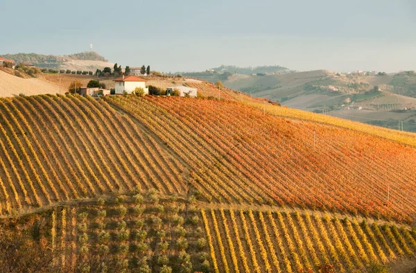 Sonbahar üzüm bağları. Güzel manzara 